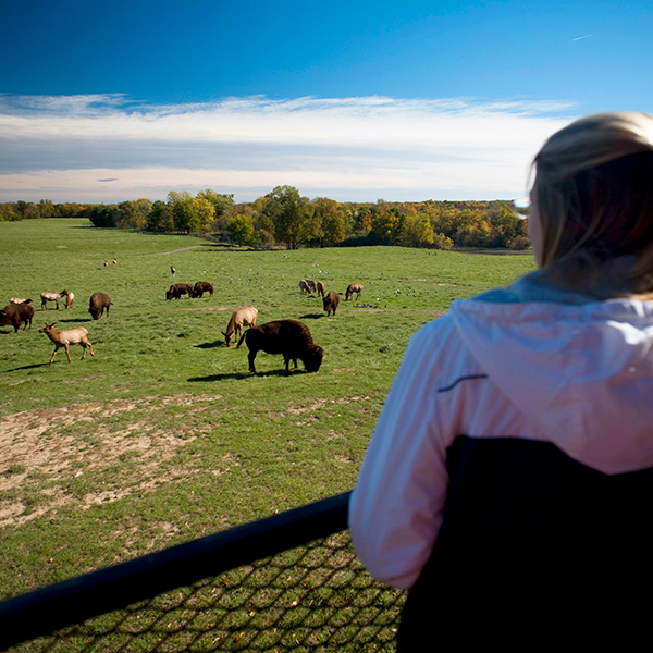 Bison and elk graze in their natural environment at Wildlife Prairie Park as visitors look on.