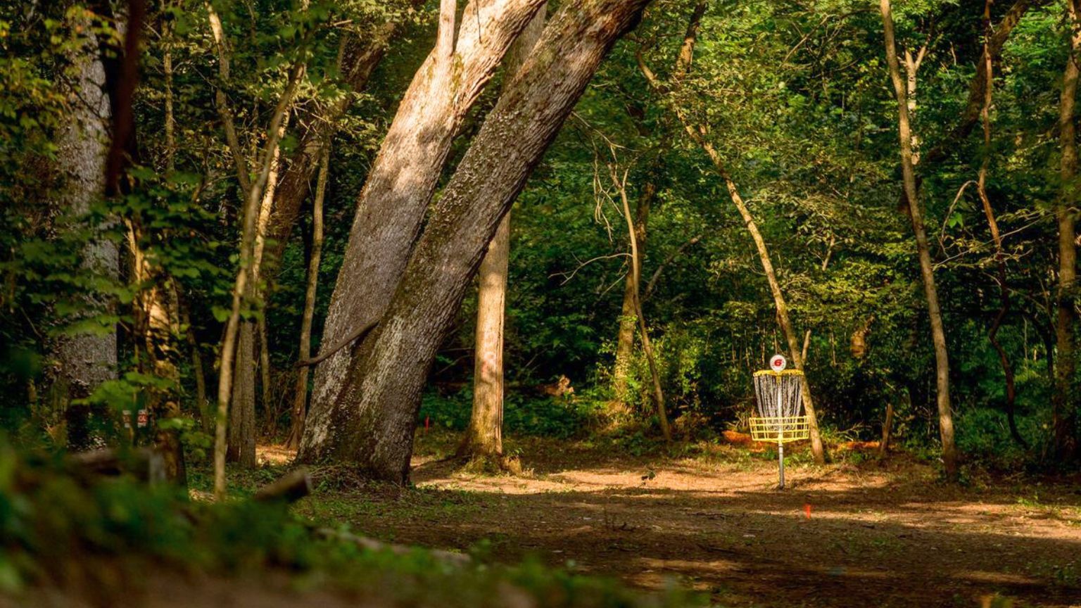 trees on a disc golf course