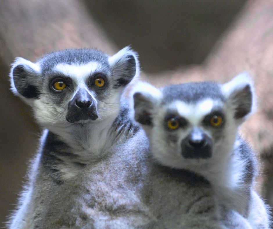 Like these ridiculously cute ring-tailed lemurs. You don’t have to buy a $6,000 plane ticket to Madagascar to see them. Just go to the Peoria Zoo.