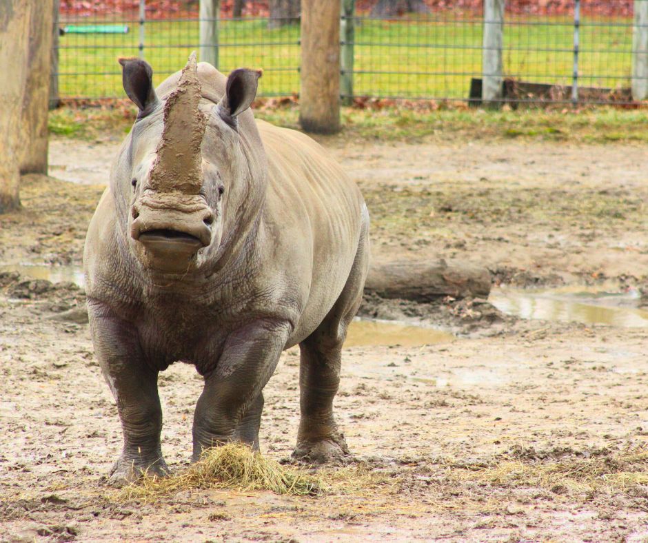 Be sure to check out the powerful white rhino, the second largest land animal in the world behind elephants. Did you know the white rhino’s front horn can grow up to five feet long? It’s made from the same protein that makes up human hair and fingernails. How cool is that?!