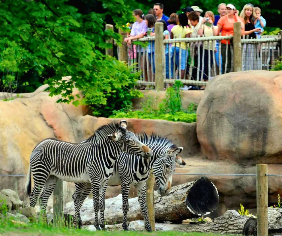 Speaking of cool, check out those zebras’ majestic black and white stripes. These social herbivores are known for their speed and can run up to 40 mph. So, if you ever find yourself in the Serengeti, get out of their way! We recommend just hitting the Peoria Zoo to see them up close, though.