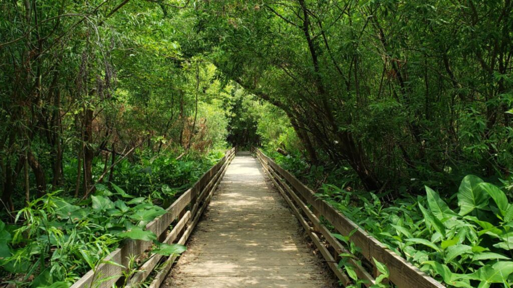 fenced walkway surrounded by trees